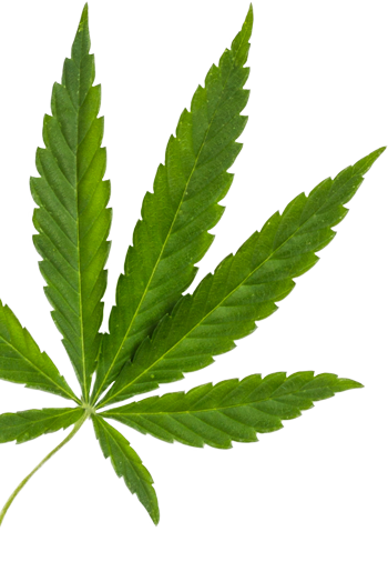leaf-l