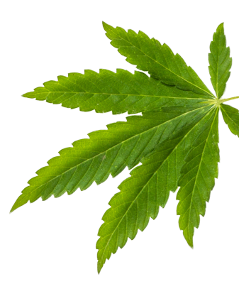 leaf-r